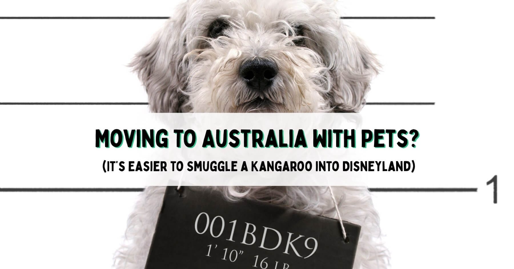 Moving to Australia With Pets? It’s Easier to Smuggle a Kangaroo into Disneyland