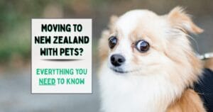 Moving to New Zealand With Pets