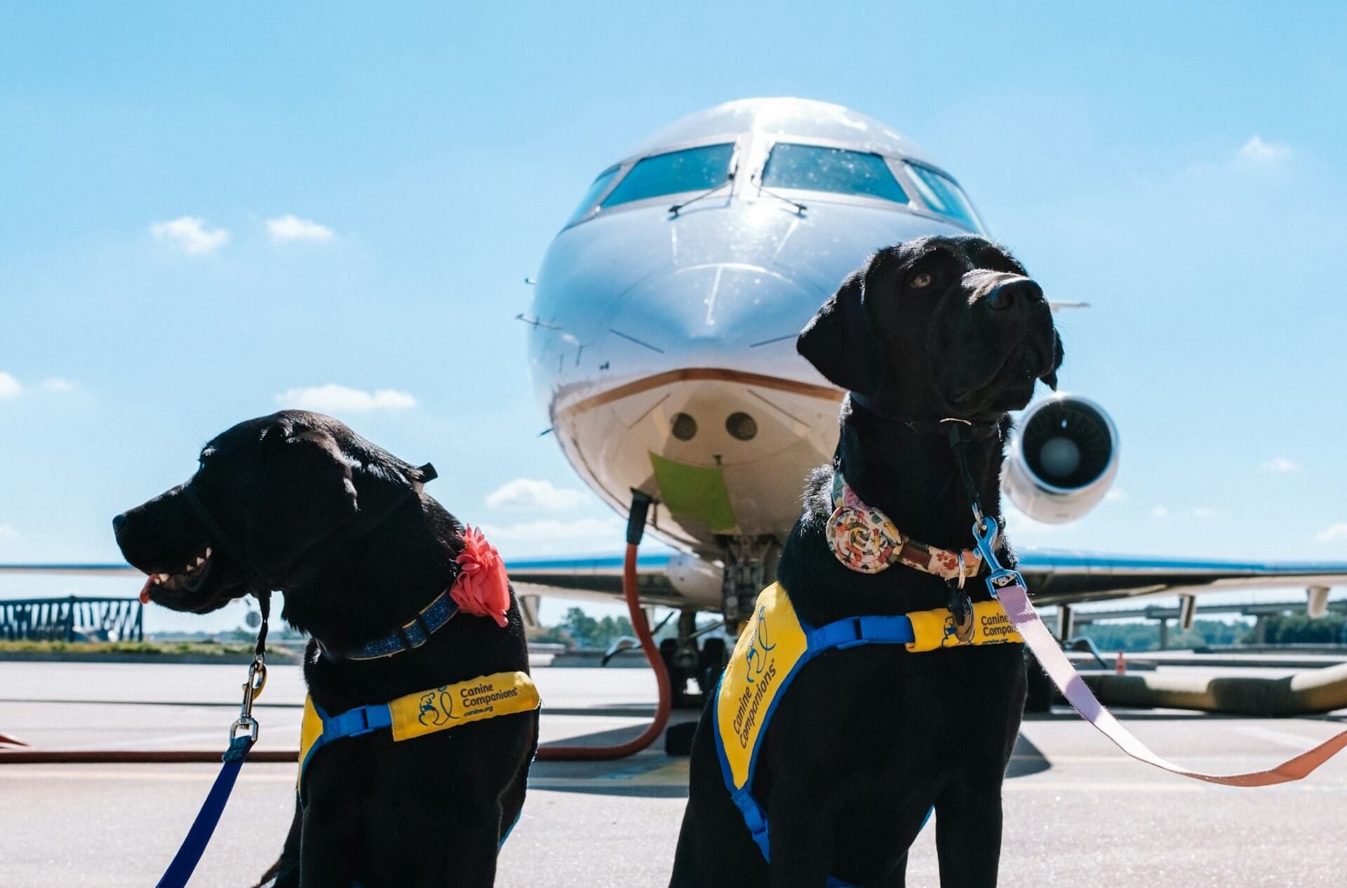 Airlines That Allow Large Dogs in Cabin (Not Cargo)